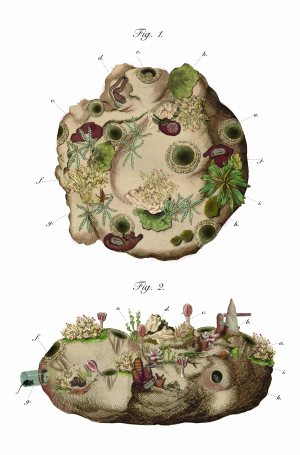 Transitional Environments