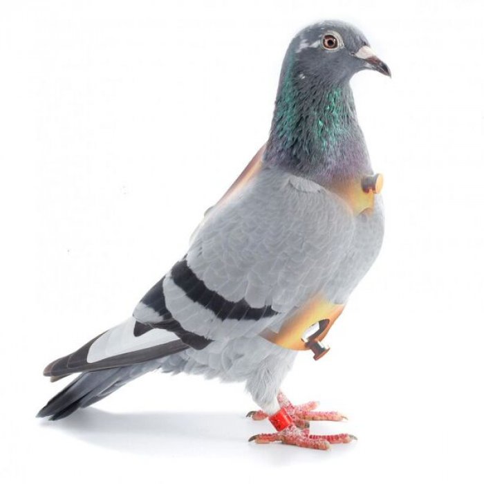 ARTKELAB,  USOA 1.0 (Ultimate Software Open Animal),  2015